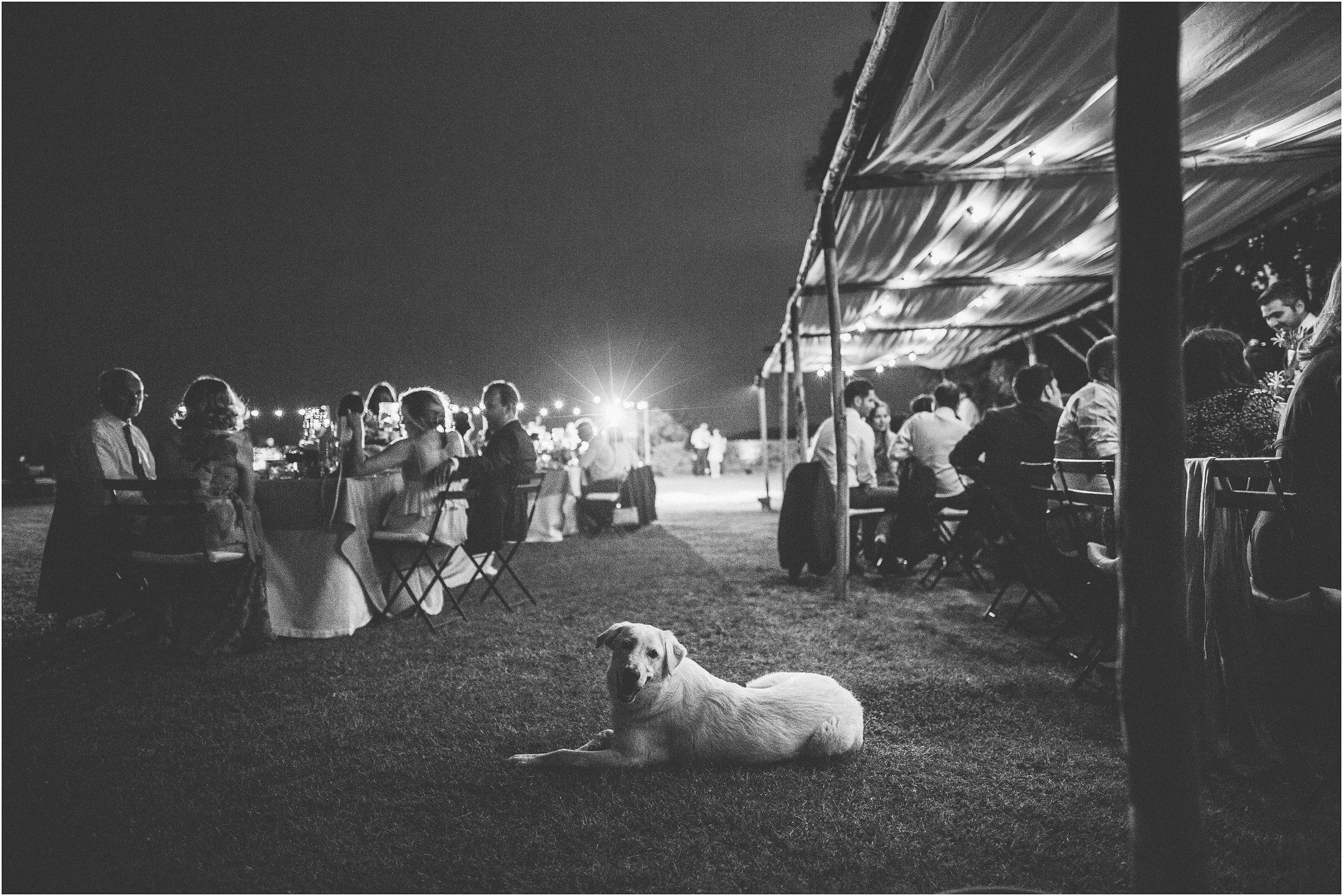 A black and white photo of a dog at a wedding in Tuscany